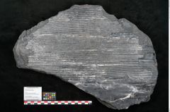 Foto (Objekt + Etikett) von Sigillaria elongata Brongniart (NHMW-GEO-2024-0188-11056)